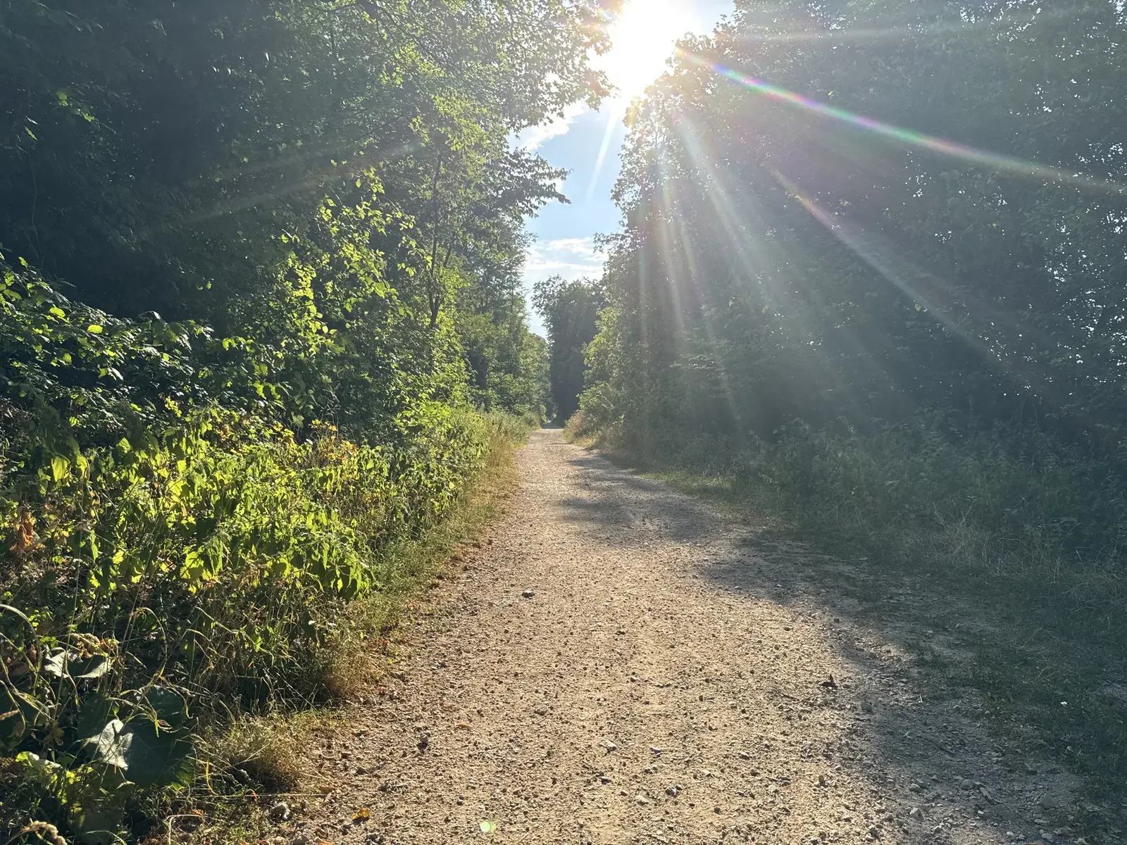 Sonniger Weg am Rand des Wienerwalds
